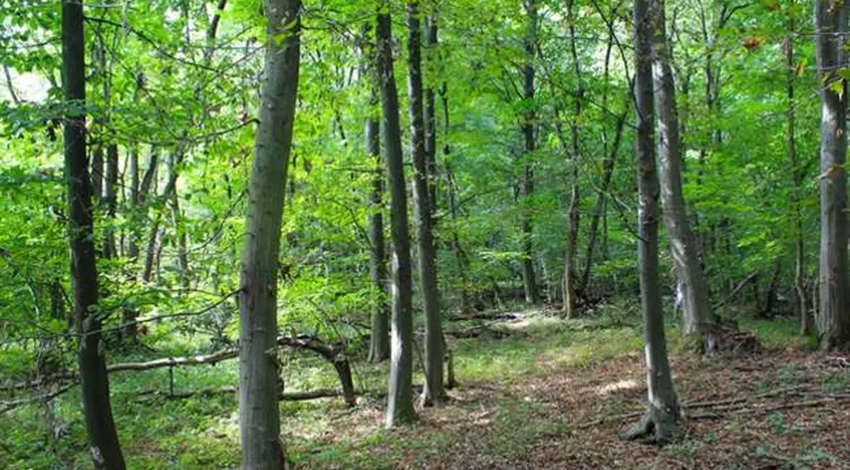 Un pensionar se chinuie de 15 ani să recupereze o pădure confiscată de comuniști. „Mă apropii de 70 de ani și nu cred că mai pot”. Pădure verde