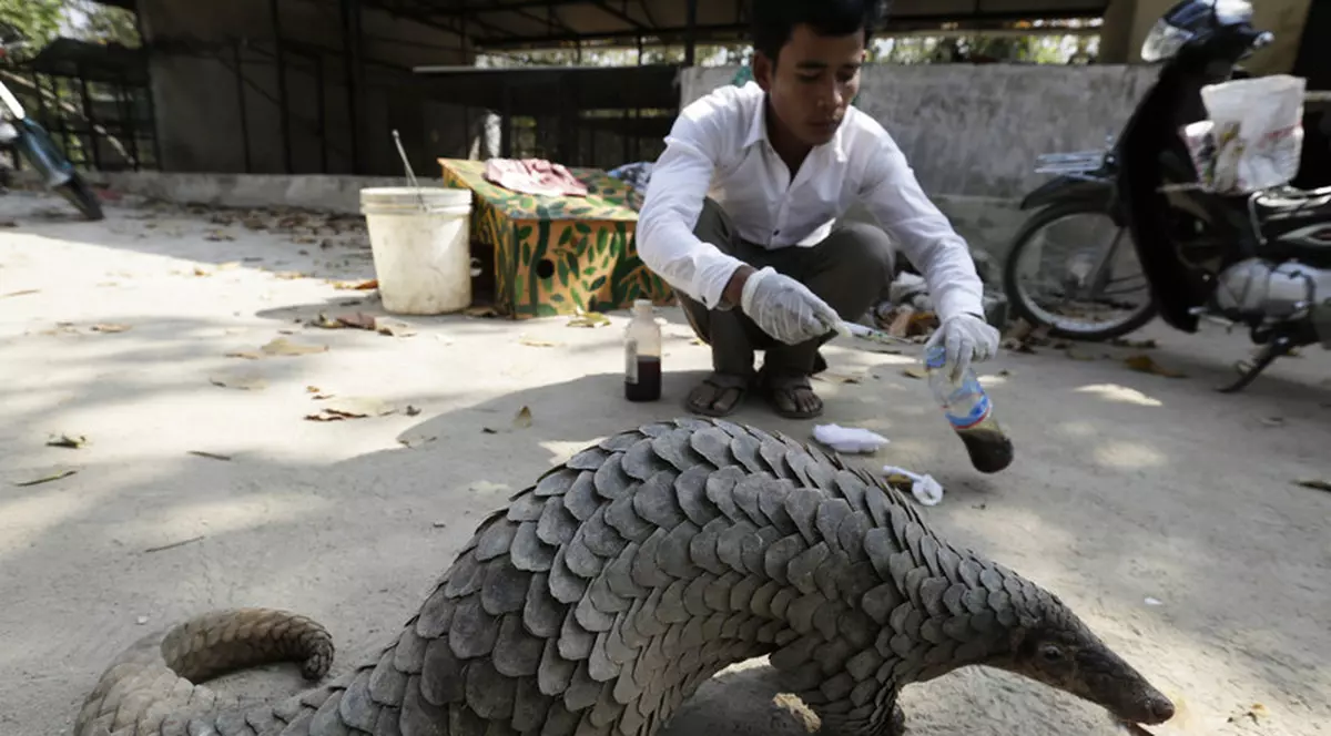 China retrage solzii de pangolin de pe lista ingredientelor folosite în medicina tradiţională FOTO: EPA