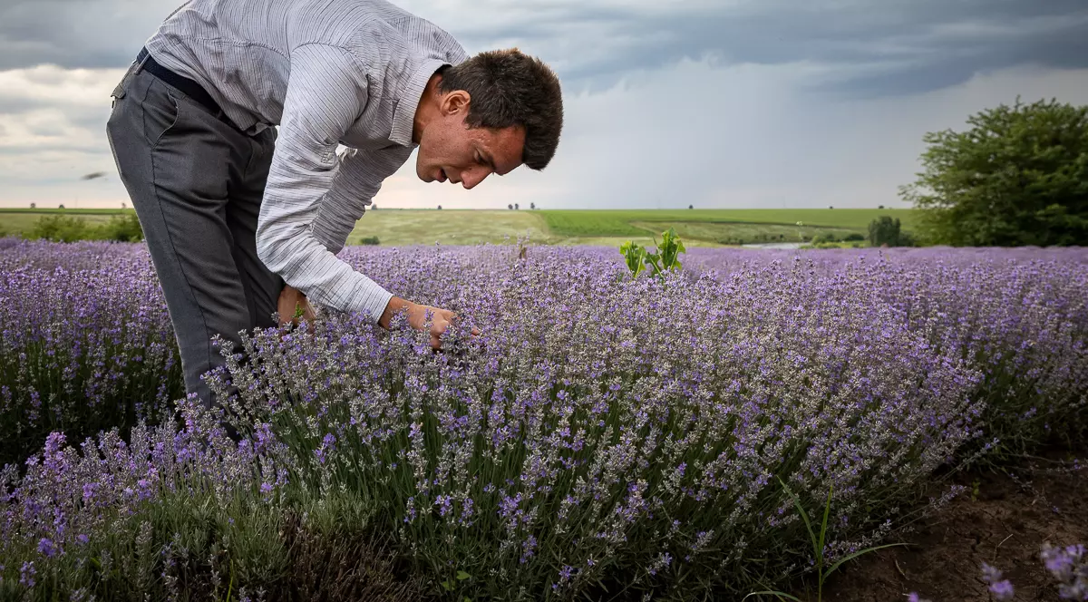 Tânărul agronom în al cărui lan de lavandă din Teleorman își fac poze toți orășenii: „Mă bucur că vine lumea, nu mă supăr dacă oamenii rup flori, să-şi ia cu ei”