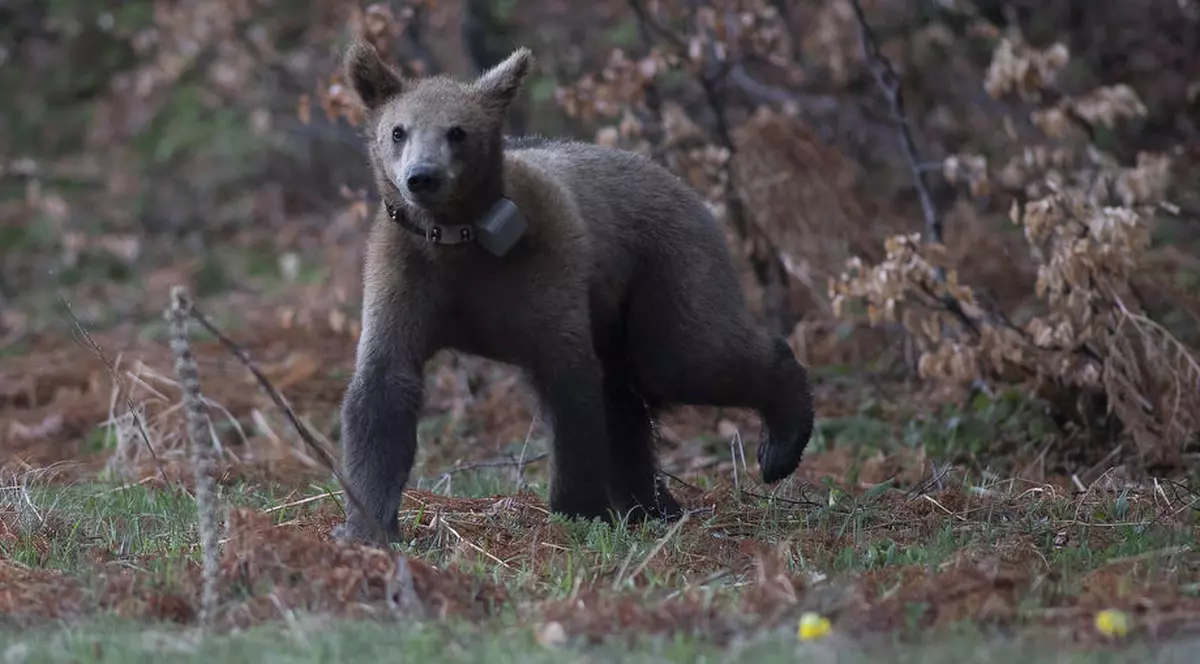 Un urs a fost condamnat la moarte în Italia, după ce a atacat drumeții. Activiștii doresc o suspendare a execuției FOTO: EPA