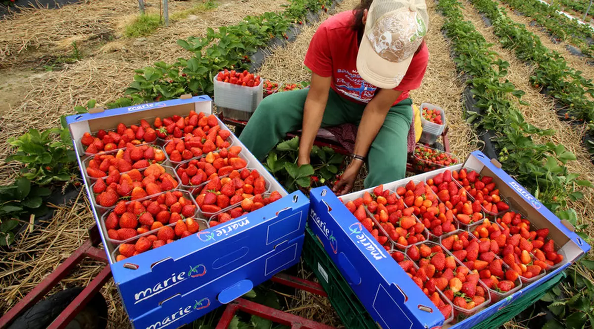 Întoarsă acasă, după problemele de la o fermă de căpșuni din Germania, o femeie are o întrebare pentru ministrul muncii: “Cine mă mai angajează pe mine, la 56 de ani?”
