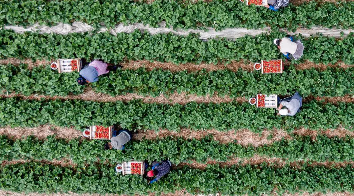 VIDEO Povestea muncitorului român operat în Germania, căruia ministrul Violeta Alexandru i-a promis o salvare, dar care a ajuns acasă tăvălindu-se de durere pe culoarul autocarului