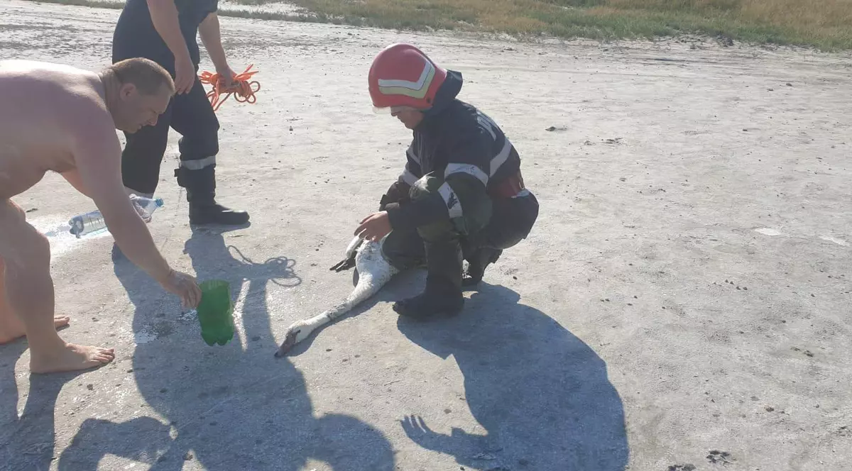 Lebădă blocată în nămolul din Lacul Sărat, salvată de pompieri