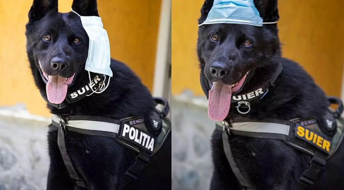 Postare virală de la Ministerul de Interne. Un câine poliţist arată cum se poartă corect masca de protecţie