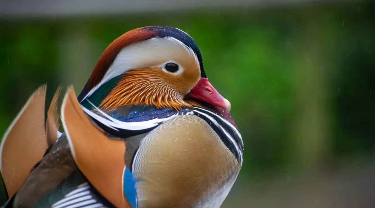 Cele mai colorate animale din lume - rața mandarin