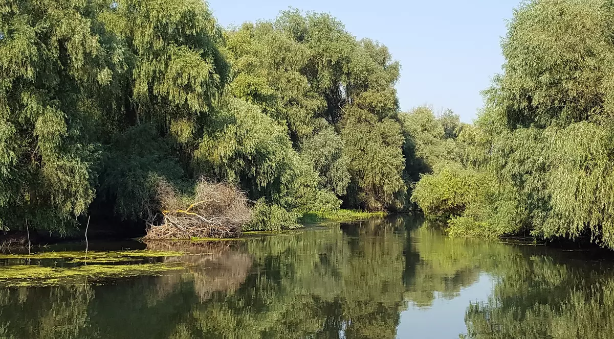 Delta Dunării - canelele deltei