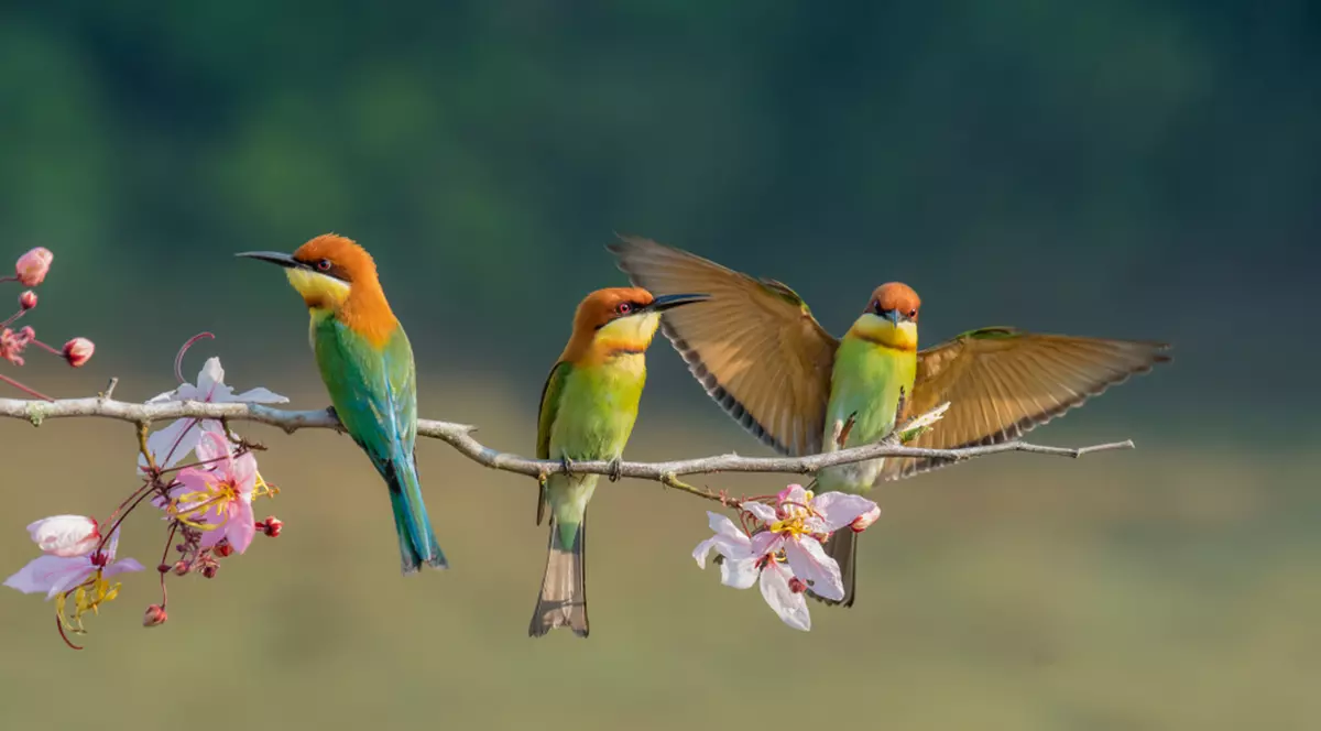 Păsări cu comportamente ciudate