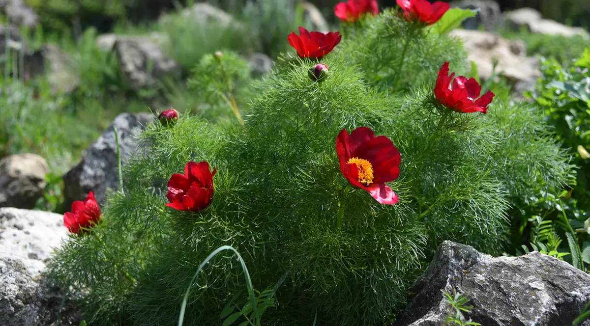 Plante ocrotite de lege în România - flori protejate pe cale de dispariție