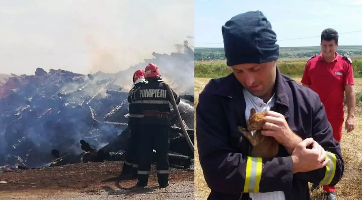 Pompierii vasluieni au salvat, riscându-și viața, trei pui de pisică