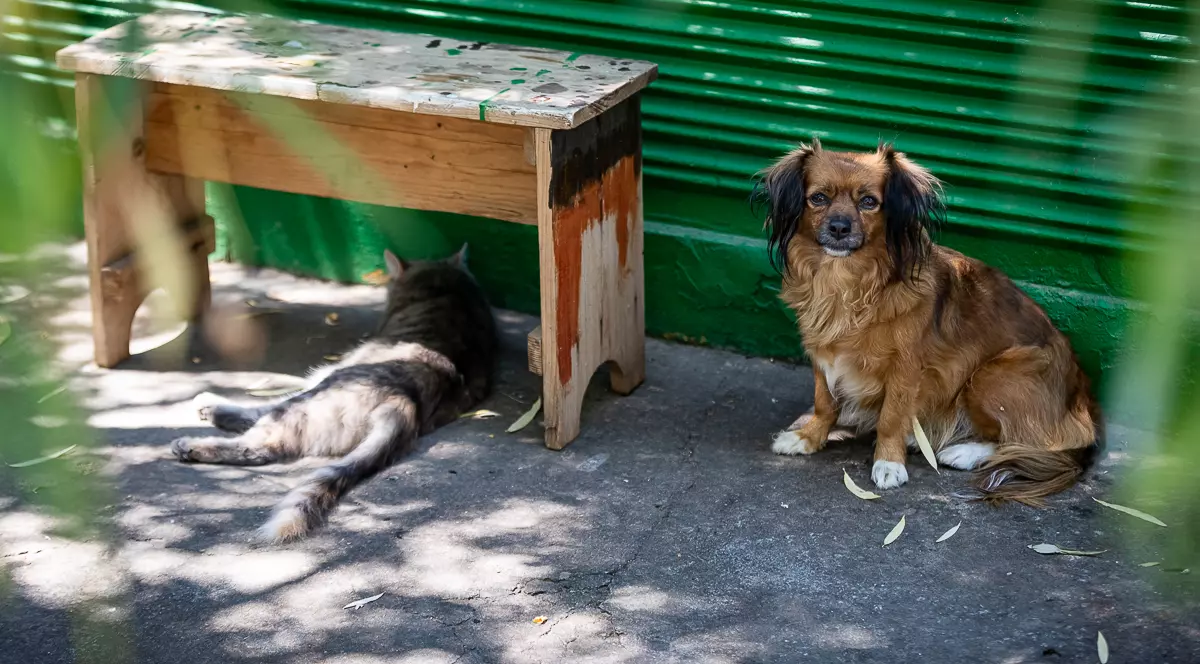 Pisicile şi câinii sunt prieteni