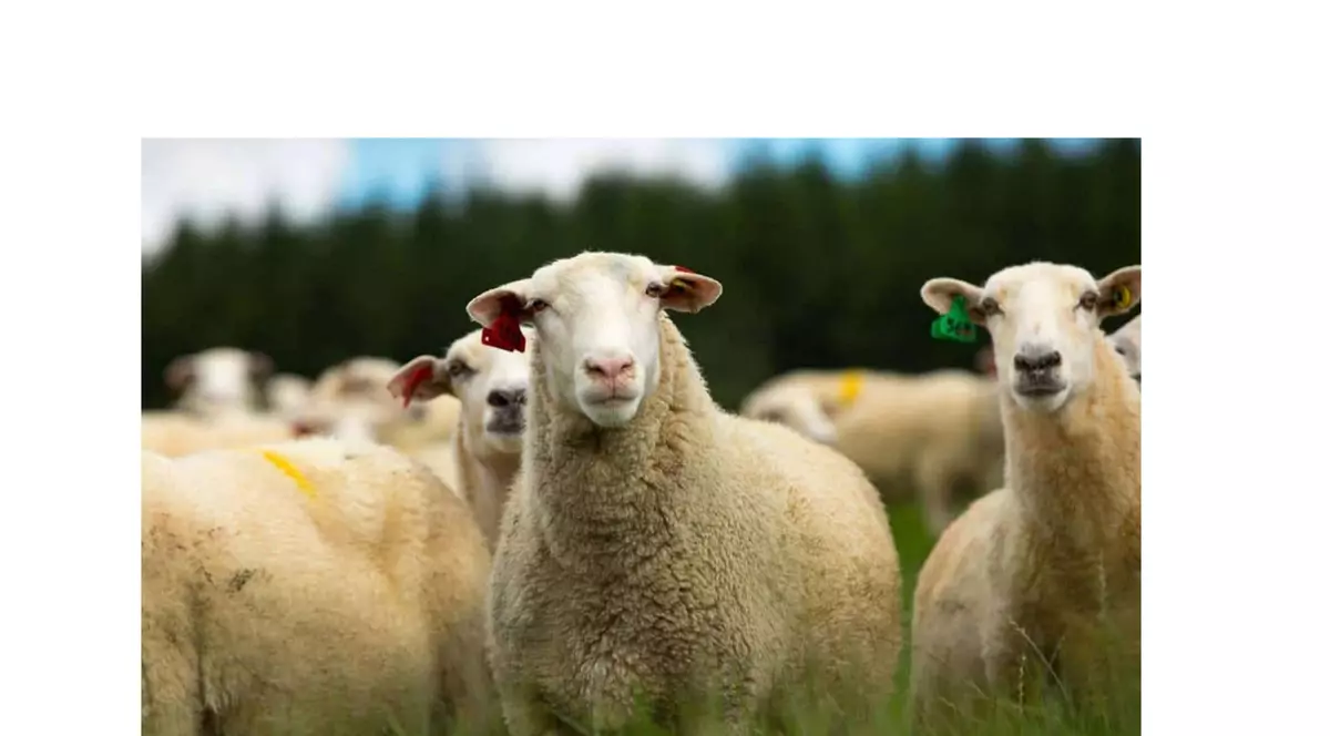 (Publicitate) Transport animale in cele mai bune conditii!