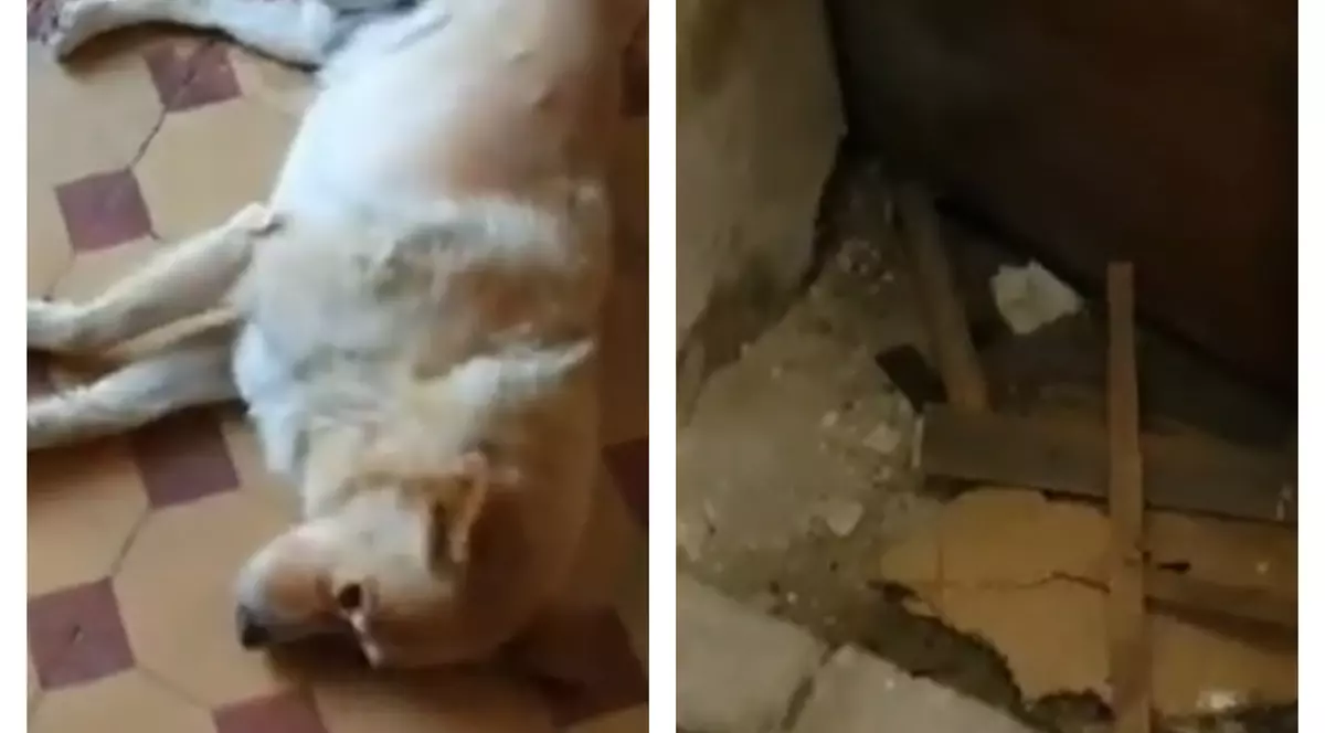 VIDEO | Imagini revoltătoare din subsolul Spitalului Județean Cluj-Napoca: șobolani, mobilier vechi și gunoaie. Explicațiile managerului