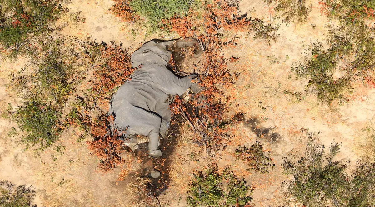 Un braconier a fost găsit vinovat de uciderea a 500 de elefanți. A primit cea mai aspră pedeapsă din istoria țării sale
