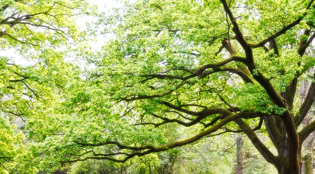 Cei mai interesanți copaci din lume - arbori impresionanți