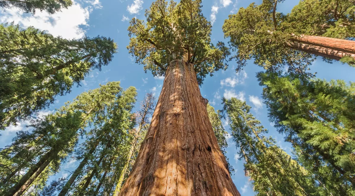 Copacul Sequoia