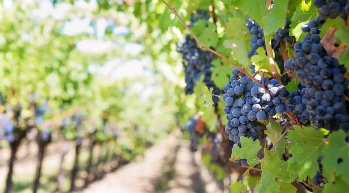 Viticultorii francezi transformă vinul în gel dezinfectant, pentru a-și salva afacerile