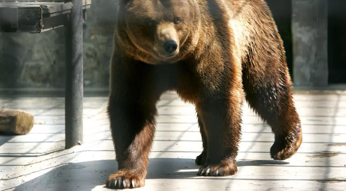 Ursul care a intrat de două ori în curtea unui liceu din Miercurea Ciuc a fost împușcat