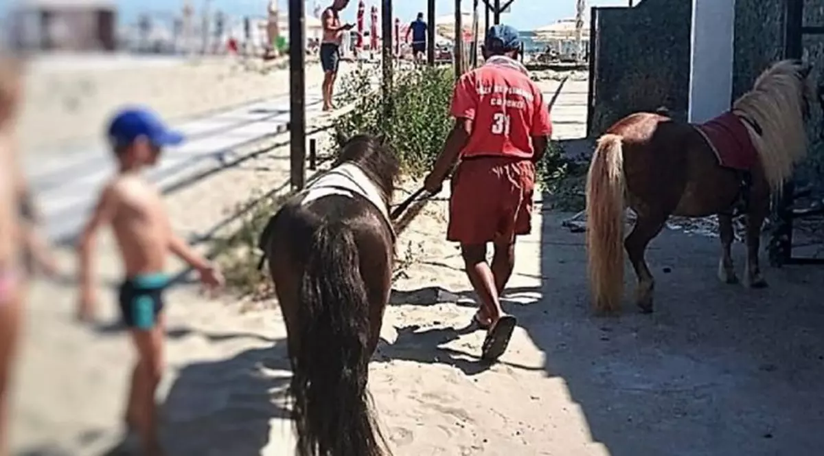 Amendă uriașă. Doi ponei plimbați pe caniculă pe plaja din Mamaia, pentru distracția turiștilor, au fost confiscați de polițiști