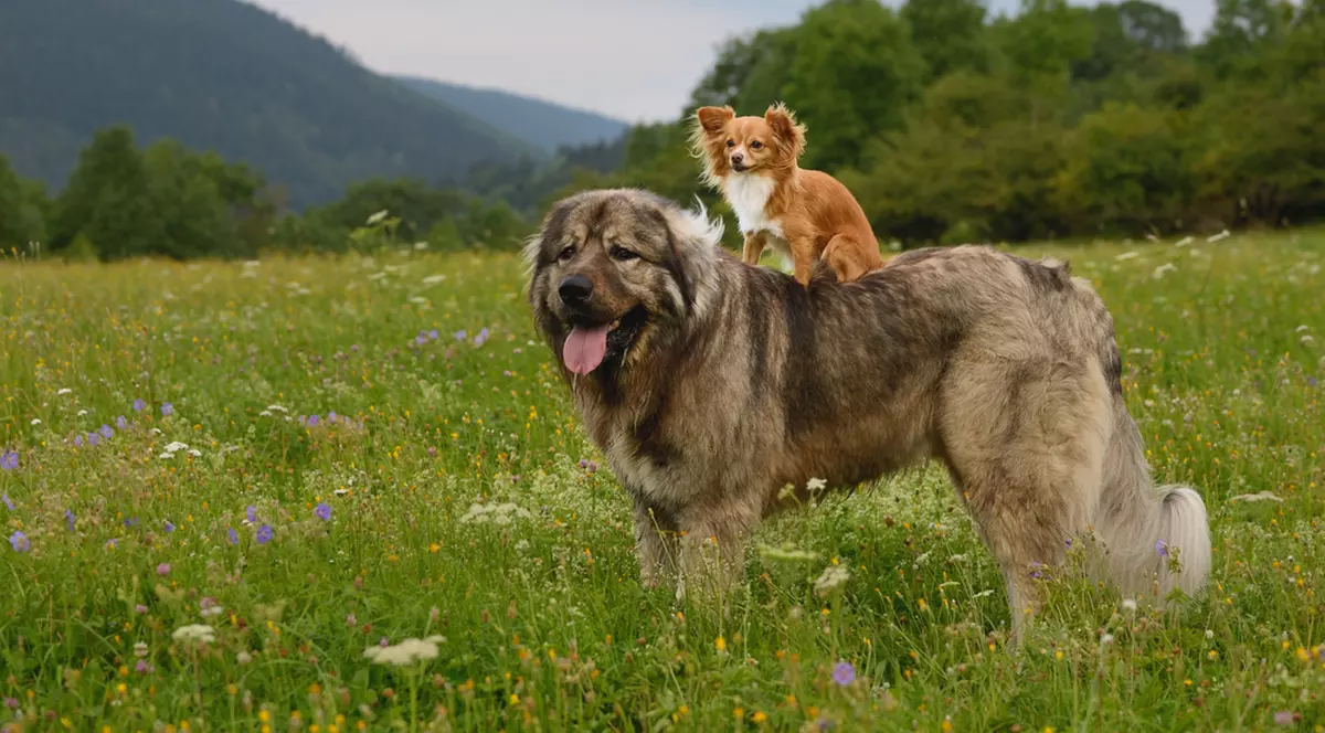 Rase de câini mari - cele mai înalte și impunătoare rase de câini