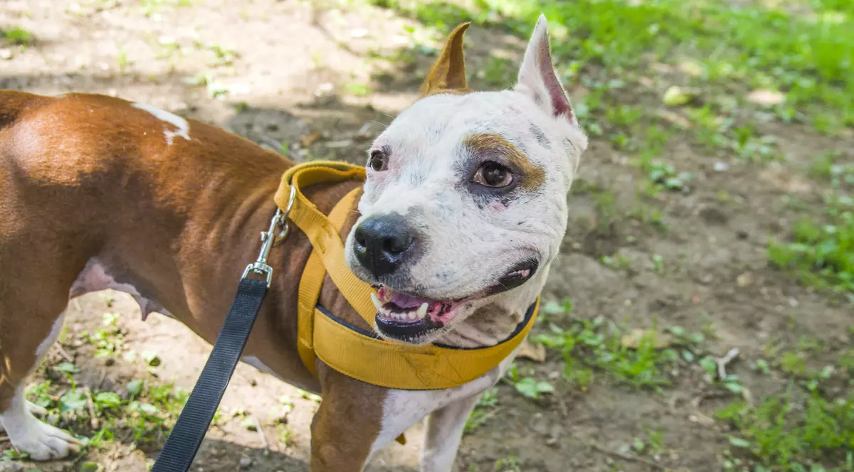 Mamă ucisă de câinele Amstaff al fiului ei. Femeia îi dădea de mâncare când a fost atacată