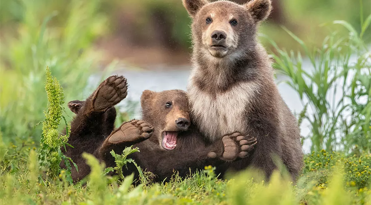 Cele mai haioase 20 de fotografii cu animale. Care e preferata ta?