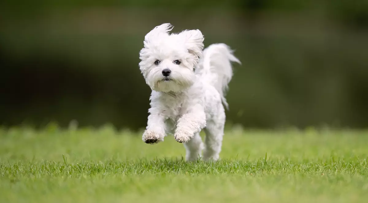 Bichon Maltez - ce caracteristici are una dintre cele mai vechi rase de câini