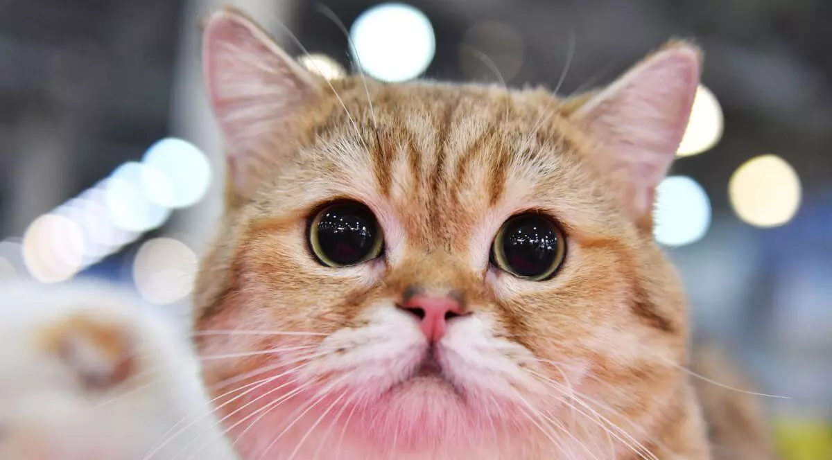 O femeie din Suceava care și-a abandonat pisica a fost amendată cu 3.000 de lei