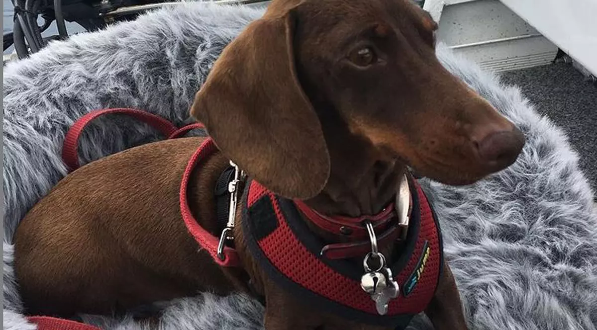 Fabuloasa aventură a lui Pip. Lăsat în urmă din cauza pandemiei, un cățel a călătorit 16.000 km pentru a se reuni cu stăpânii săi