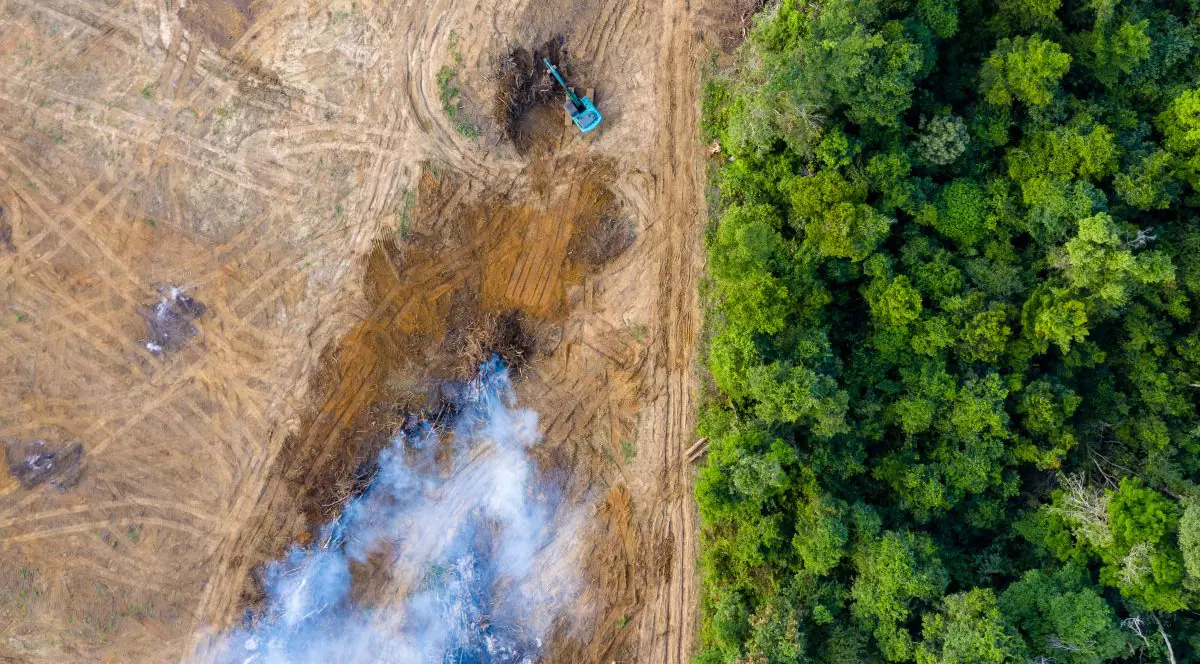 Oamenii exploatează și  distrug natura într-un ritm fără precedent. Raport: în ultimii 50 de ani, planeta a pierdut 68% din populațiile de vertebrate