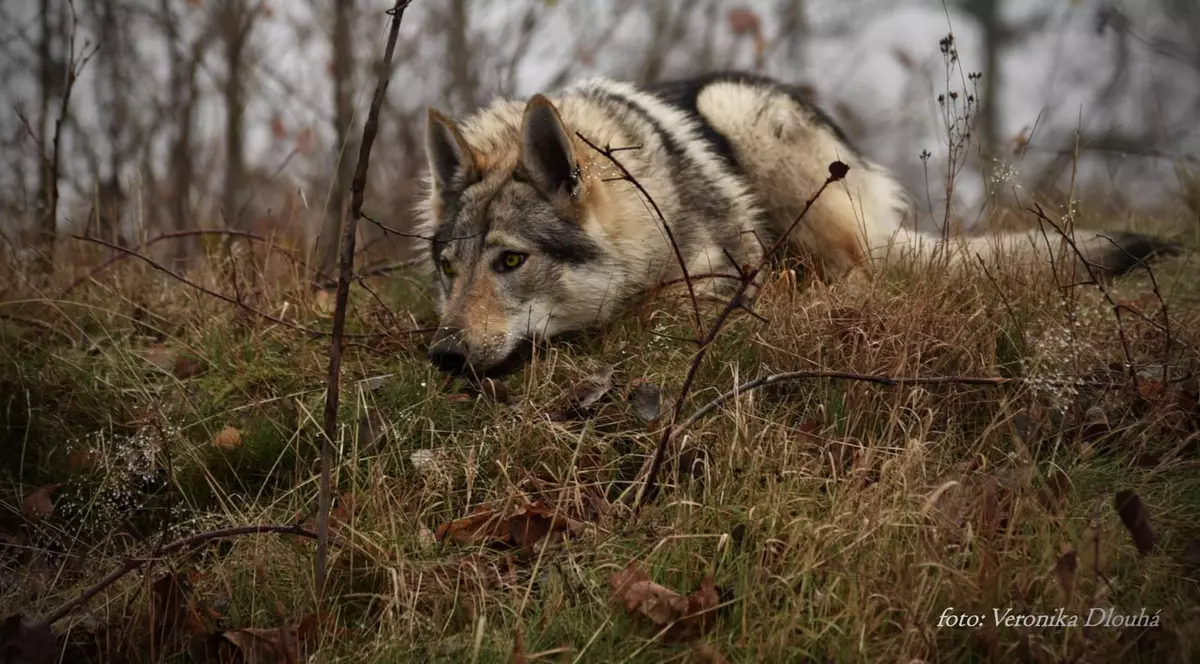 O familie din Cehia şi-a pierdut câinele pe Transfăgărășan. Recompensă de 4.000 de lei pentru cine îl găseşte