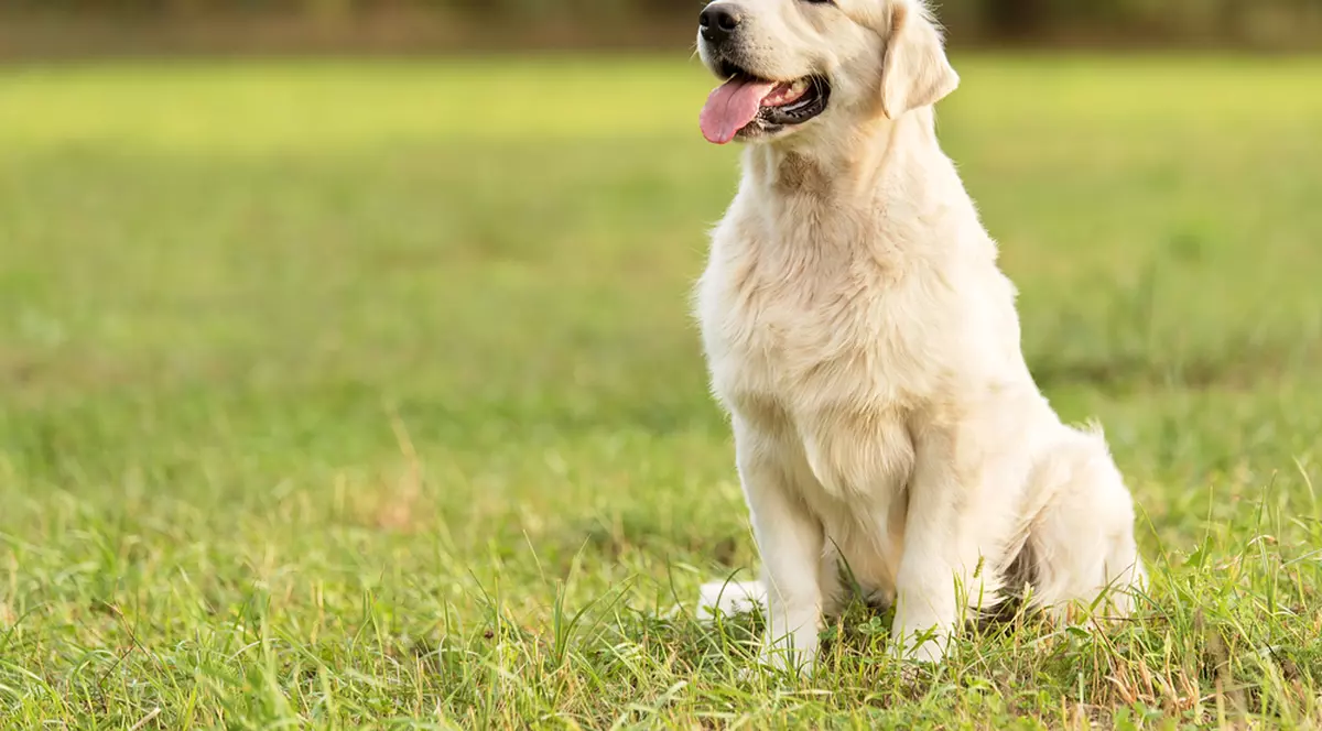 Golden Retriever - cât de ușor se dresează și ce personalitate are cel mai îndrăgit câine