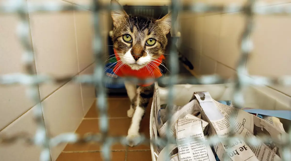 Noul coronavirus, mai contagios la animalele de companie decât se credea. Aproape 15% dintre pisicile din Wuhan s-au infectat de la oameni