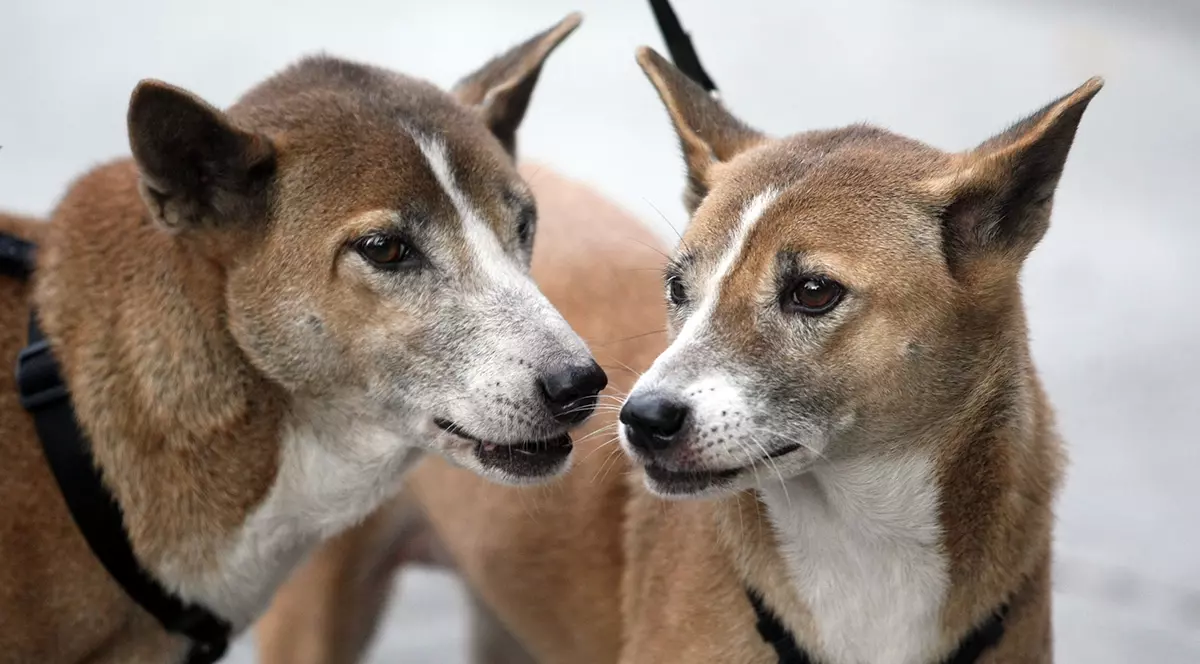 Revoltă în Vietnam, după ce autoritățile sanitare au ucis 13 câini pentru că stăpânii lor erau infectați cu COVID