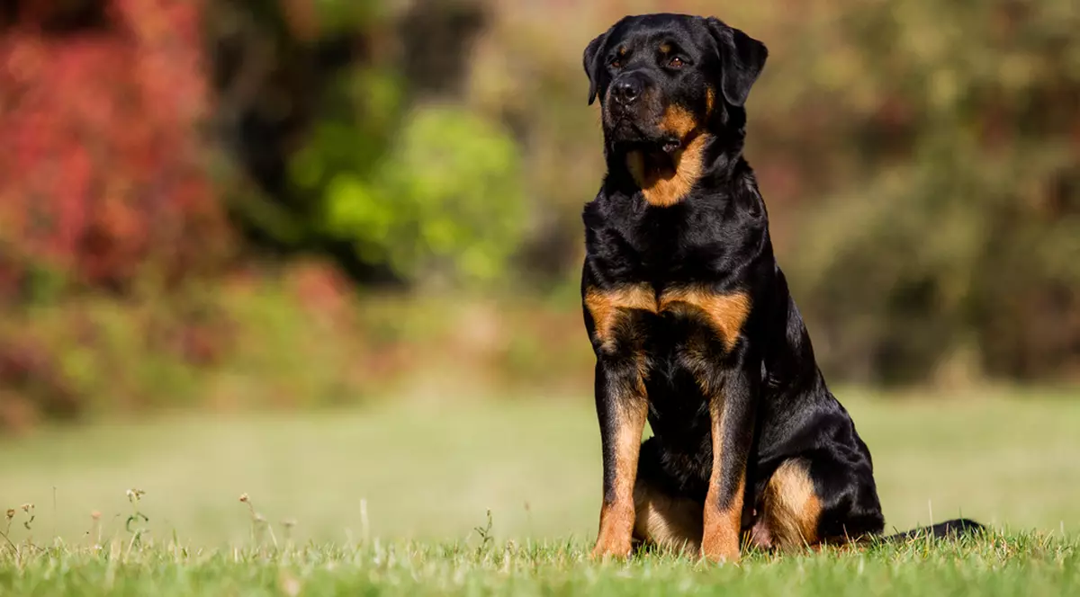 Rottweiler - ce trebuie să știi despre rasa cu cei mai buni câini de pază