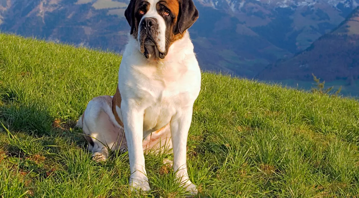 Saint Bernard - temperament și personalitate cel mai iubit câine