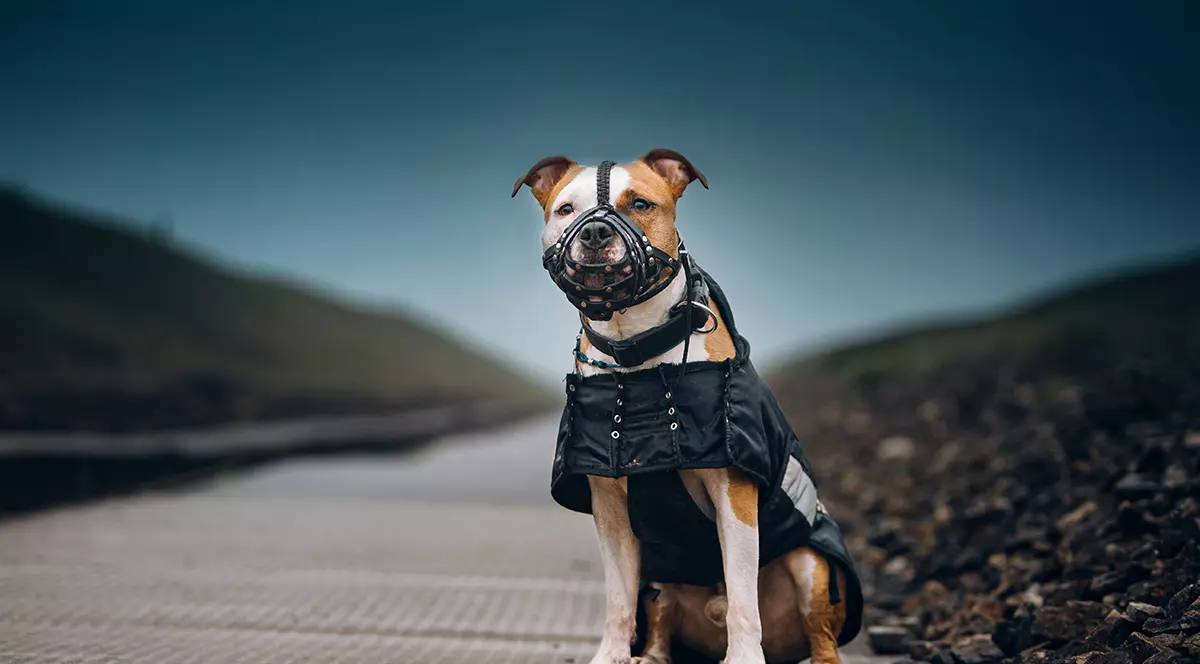 Medic veterinar din Giurgiu, după cazul femeii omorâte de un Amstaff: “Când ai un asemenea câine, ar trebui să treci un test psihologic”