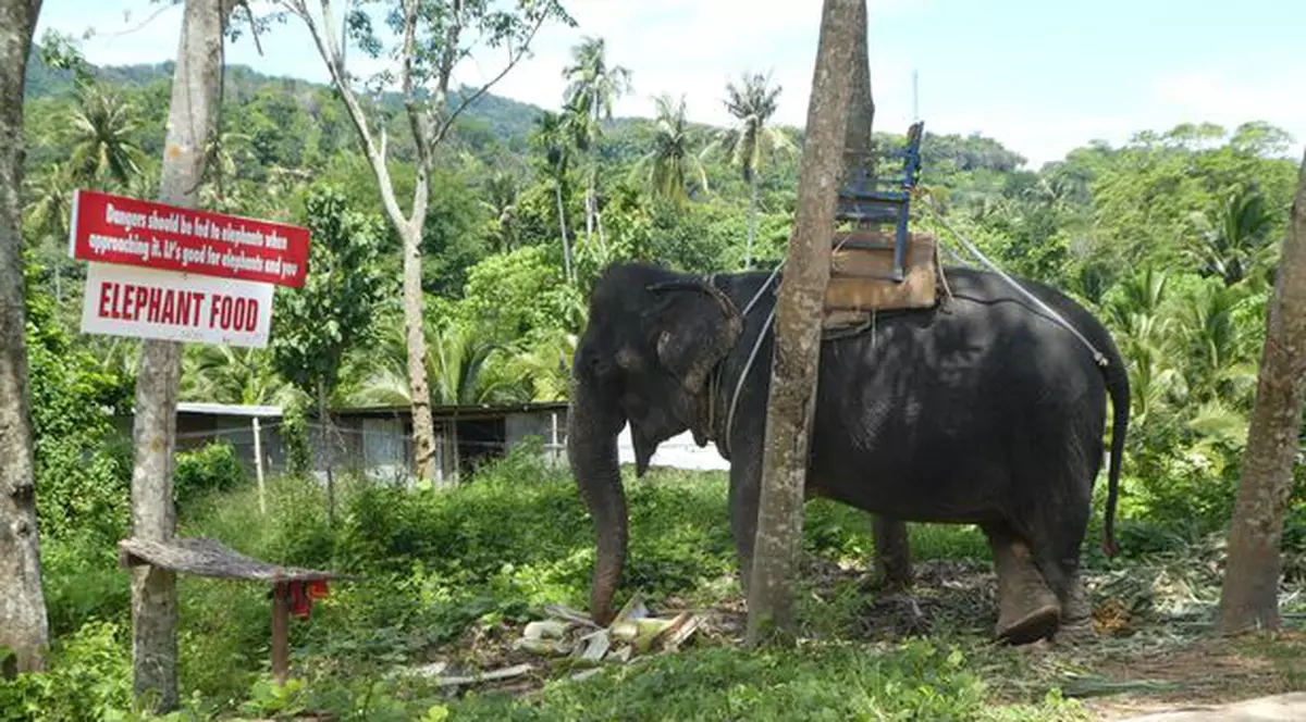Un elefant înfometat și chinuit și-a găsit sufletul pereche într-o rezervație, după o viață petrecută în lanțuri