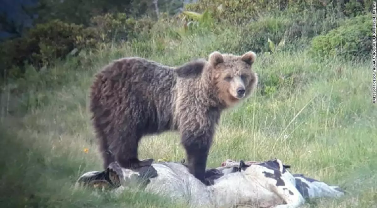 Ursul Papillon, un maestru al evadărilor, a fost capturat după 42 de zile de la fuga dintr-o rezervație din Alpi