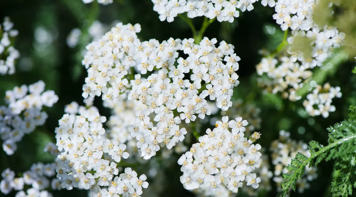 Coada șoricelului - ce beneficii are, cum se folosește și cum se consumă planta medicinală