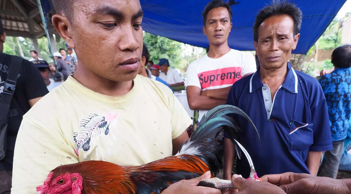 Un polițist a fost ucis de un cocoș în timp ce încerca să oprească organizarea unor lupte ilegale, în Filipine