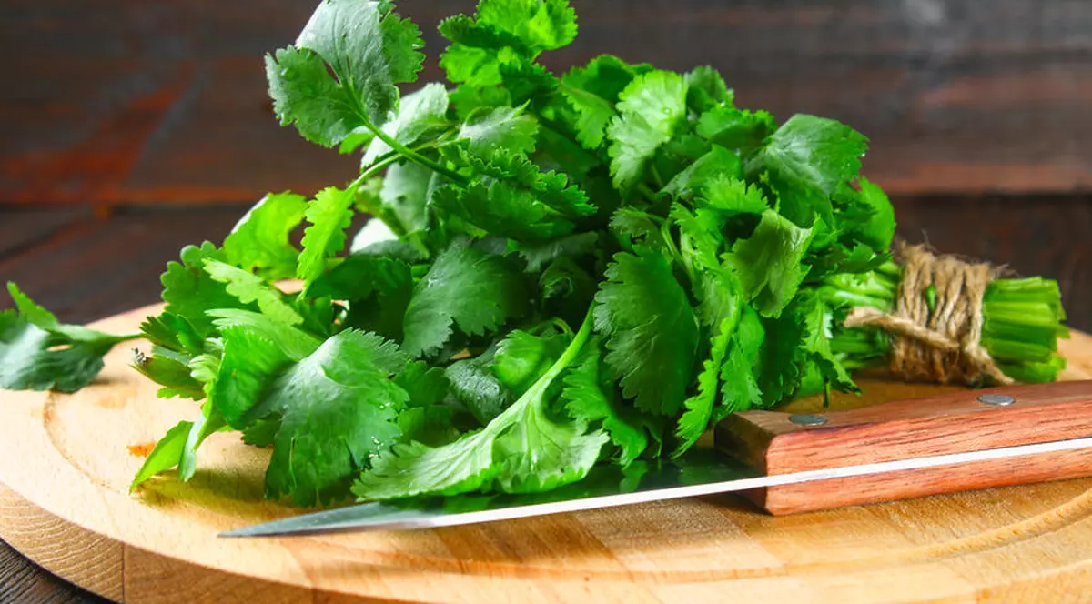 Coriandru - beneficii pentru organism. Cum se consumă și cu ce alimente se asociază