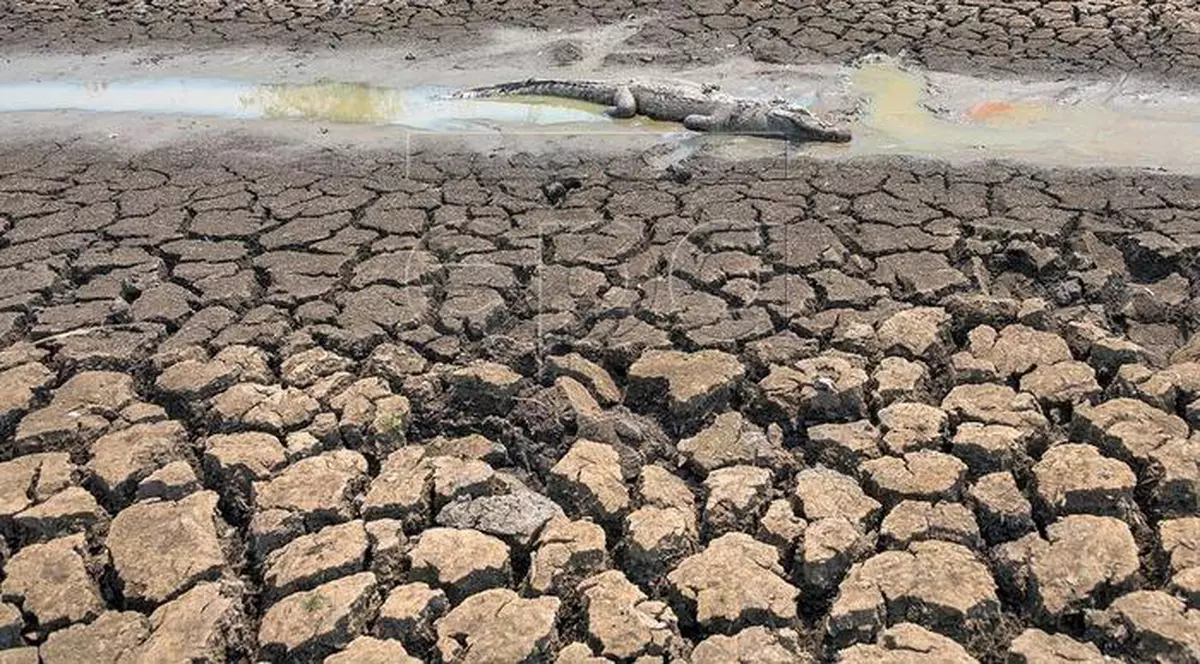 O cincime din statele lumii sunt în pericol să-și piardă ecosistemele din cauza distrugerii faunei sălbatice