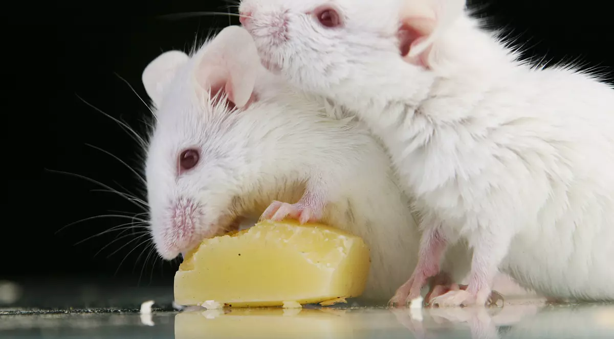 VIDEO| Un bărbat din New York a căzut într-o groapă plină cu șobolani, după ce trotuarul a cedat sub el: “Se plimbau pe el și nu se putea mișca”