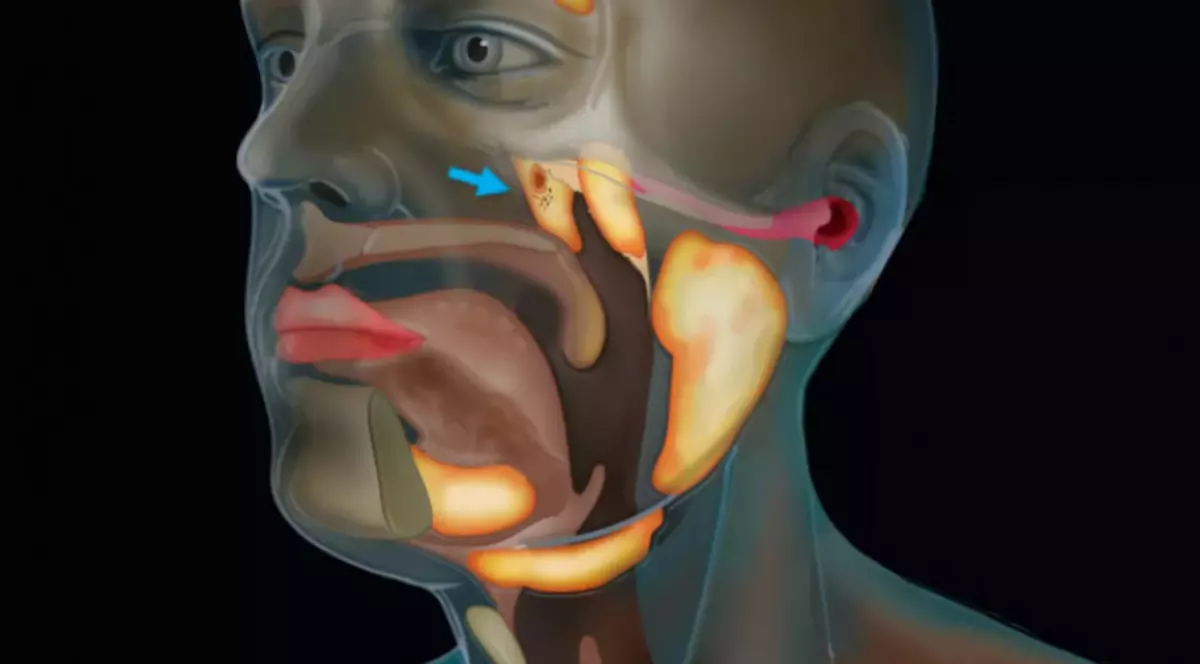 Oamenii de știință au descoperit din greșeală un nou organ din corpul uman. Ce funcții are