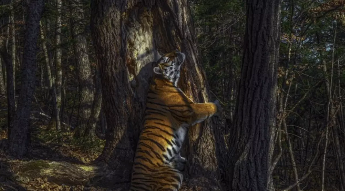 Imaginea cu un tigru siberian care îmbrăţişează un copac, surprinsă cu o cameră ascunsă, desemnată fotografia anului