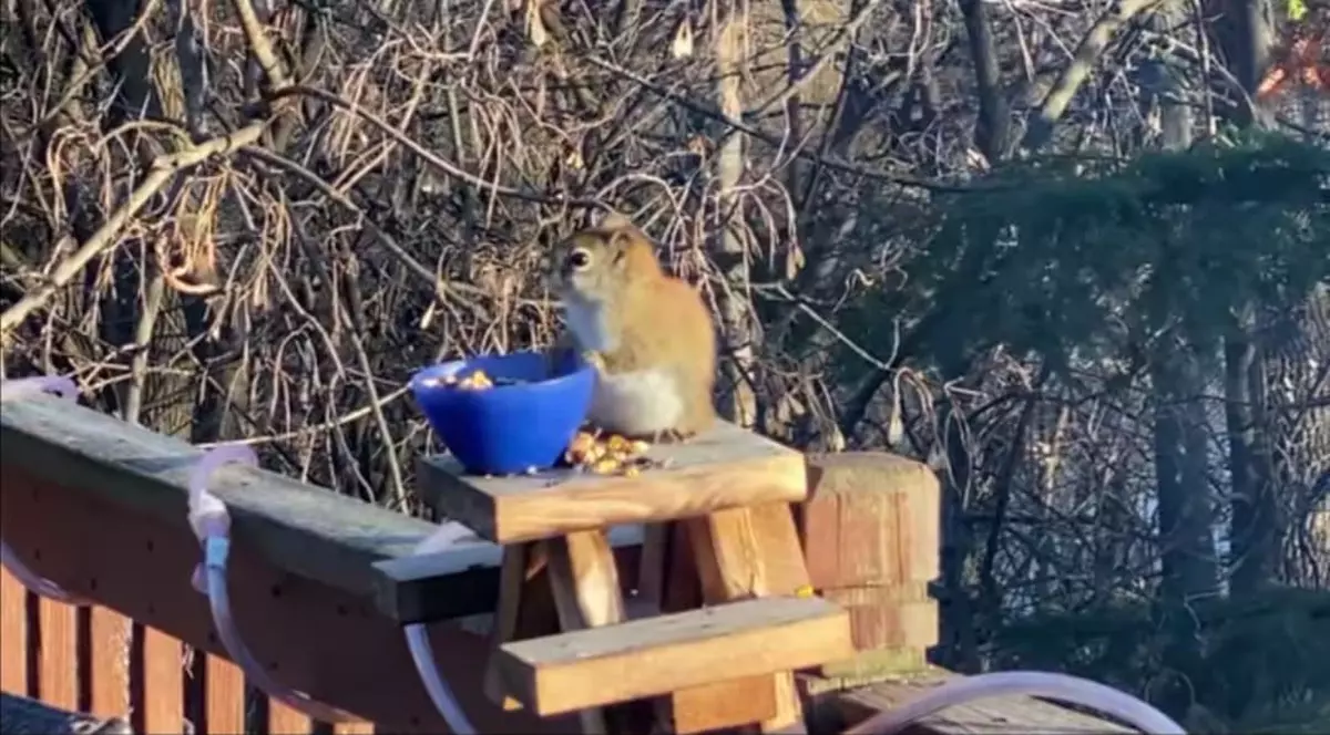 VIDEO | O veveriță amețită face senzație pe internet. Rozătoarea ”s-a îmbătat” de la perele fermentate pe care le-a mâncat
