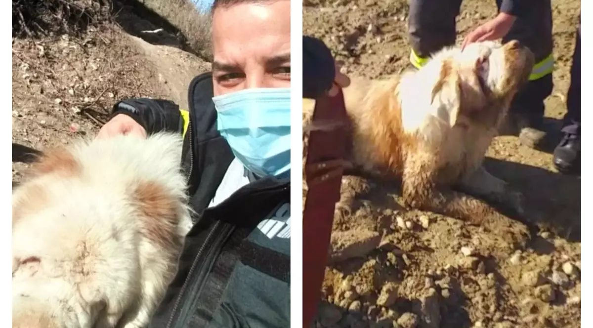 Intervenție inedită în Giurgiu. Un câine Saint-Bernard orb s-a ghidat după vocea unui pompier și a fost salvat dintr-un lac