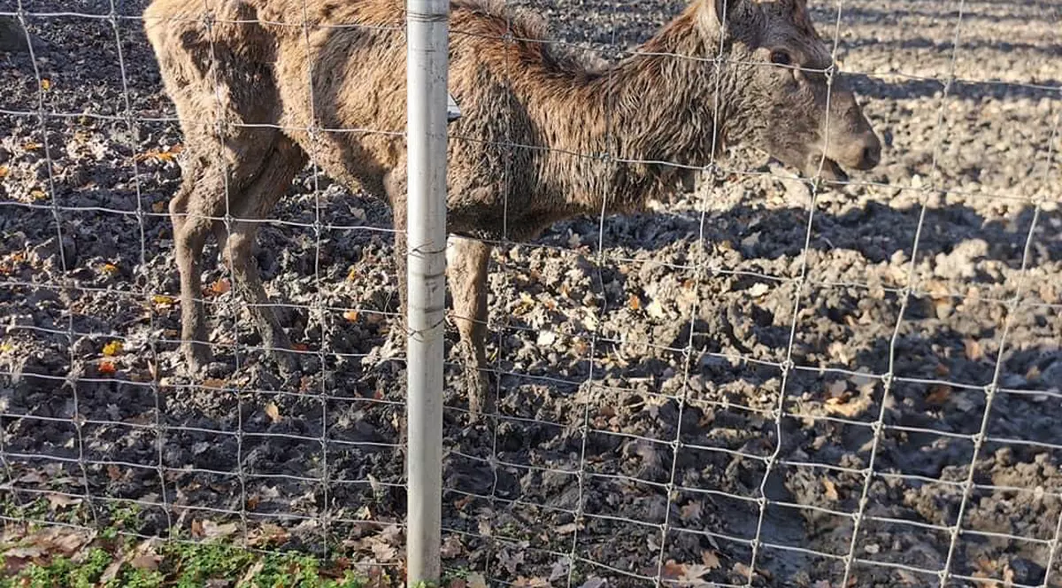 Imagini revoltătoare cu un cerb piele și os, la Zoo Timișoara. „Era lihnit, a mâncat o pâine”. Îngrijitorii susțin că e bolnav și refuză mâncarea
