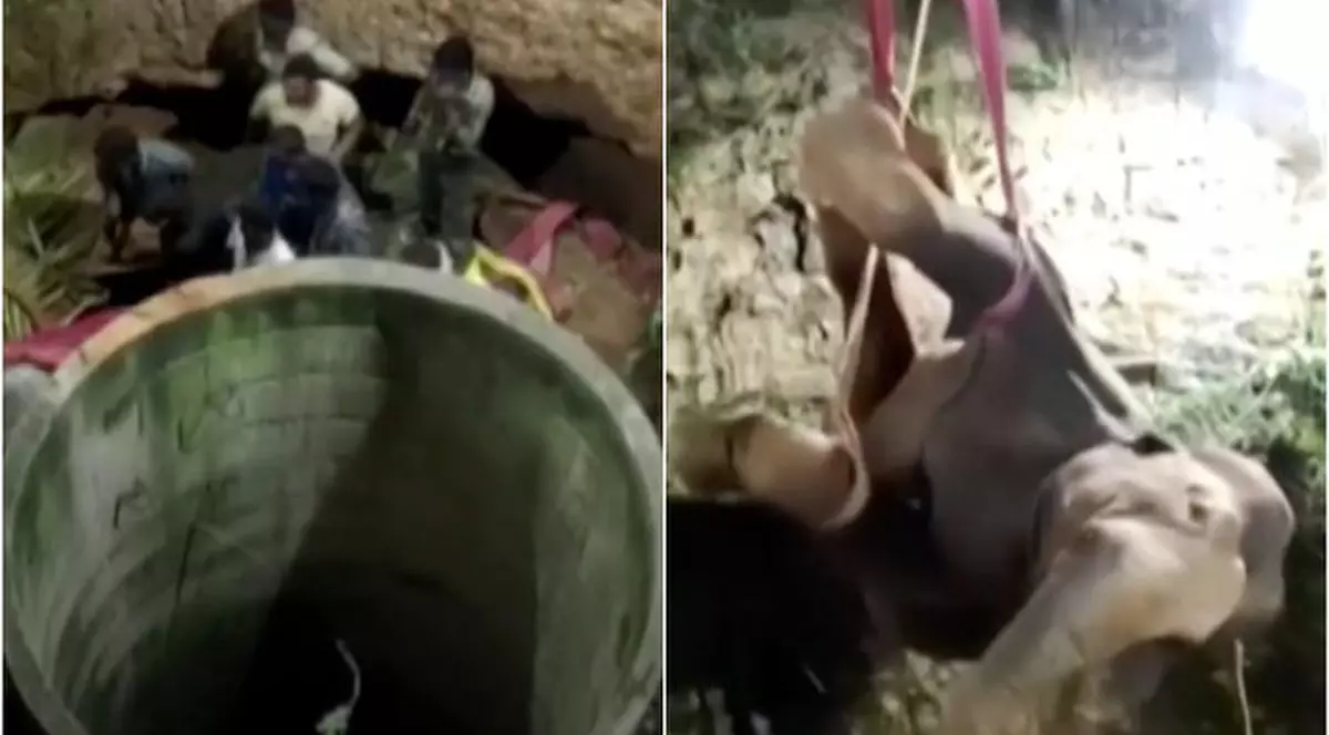 VIDEO | Misiune dificilă în India. Un elefant care a căzut într-o fântână a fost salvat după 14 ore