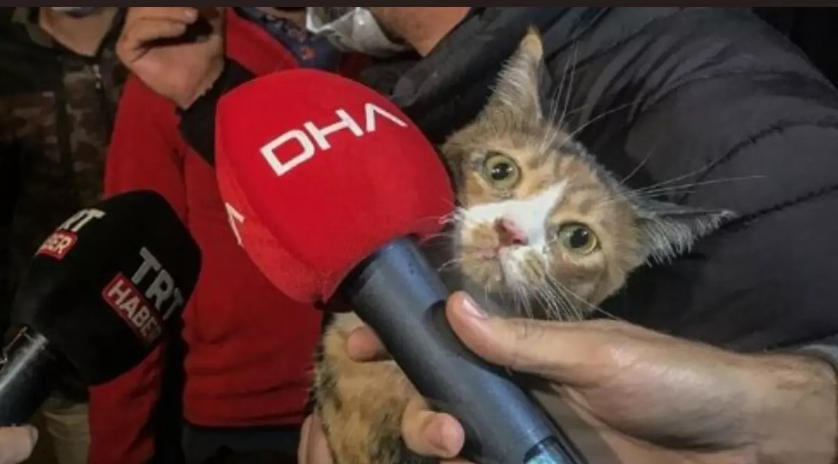 VIDEO | O pisică a fost salvată de un câine poliţist de sub ruinele unui bloc din Izmir